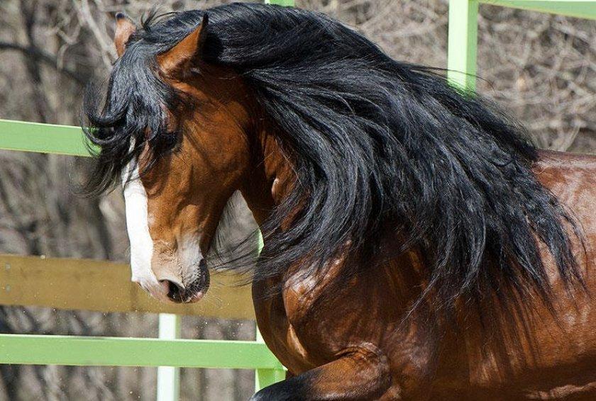 Vladimir draft horse breed