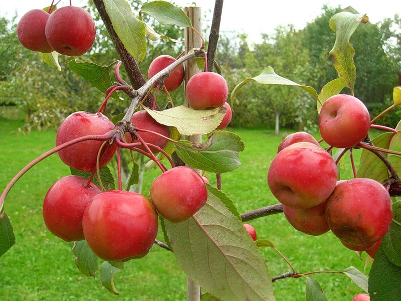 rajské jablko