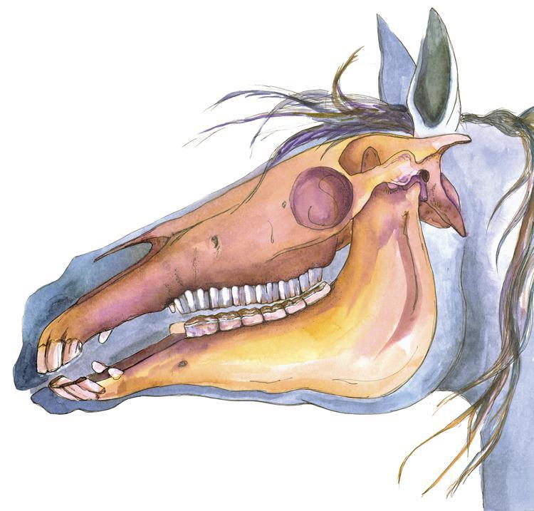 horse teeth