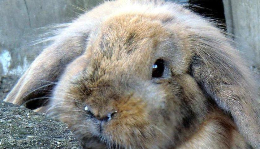 pasteurelosis del conejo