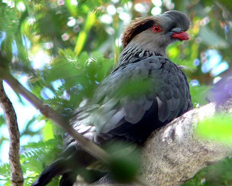 chim bồ câu chân trước