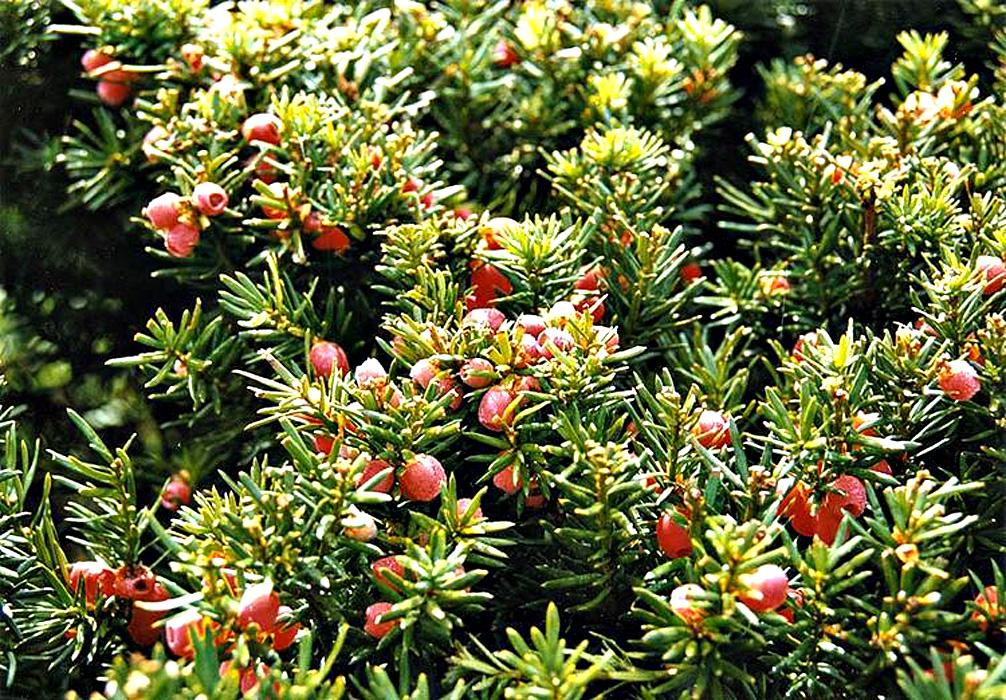 TOP 40 coniferous trees and shrubs with names, plant descriptions