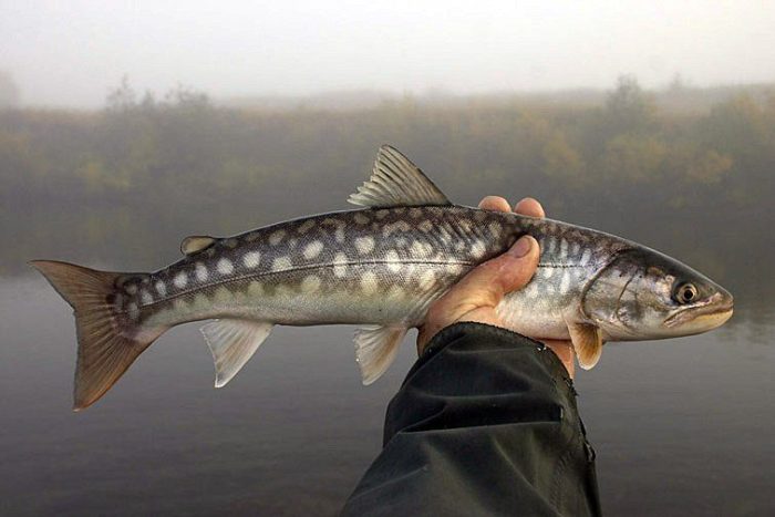 Liste von 37 Vertretern der Lachsfamilie, wie die Fische aussehen und wo sie leben