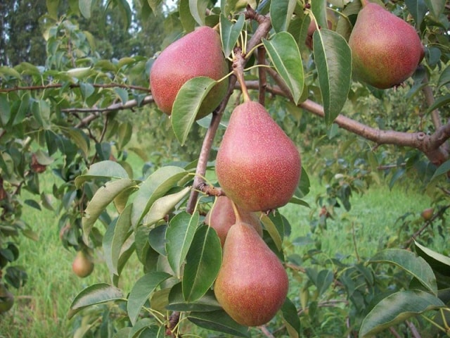 Nick's pear