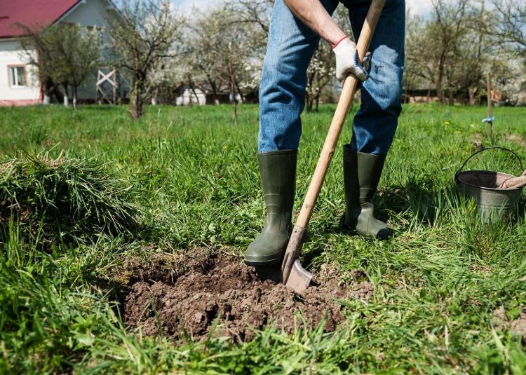 plantare de măr