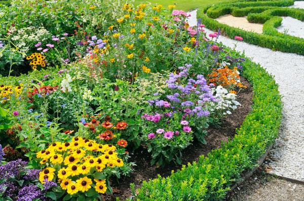 Beschrijving en variëteiten van Japanse irissen, kenmerken van planten en verzorgen