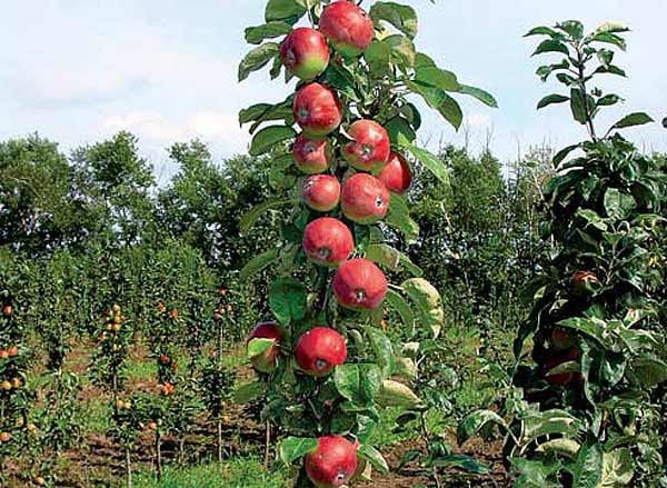 elitní odrůda jabloní