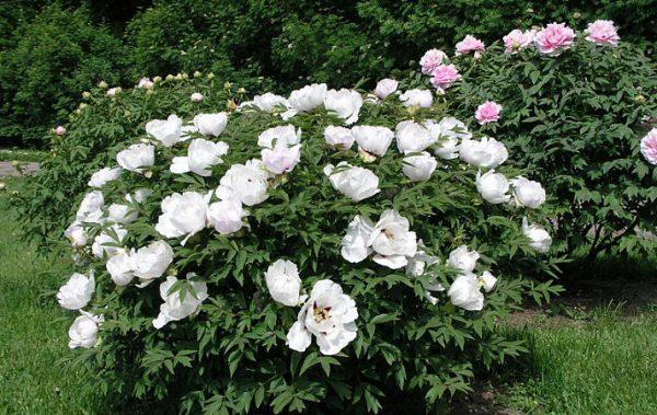 white peonies 