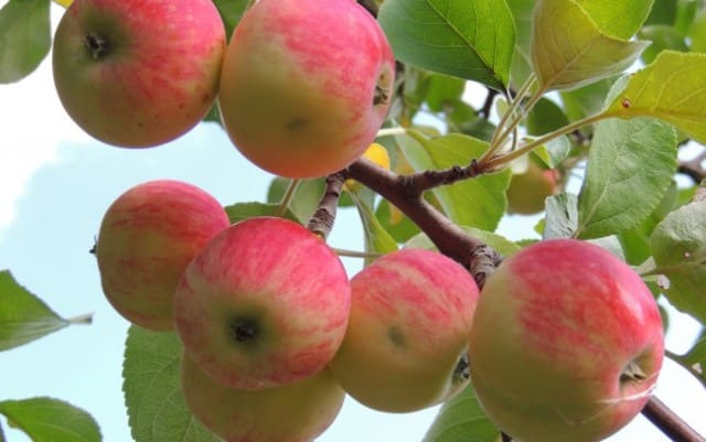 apple tree July Chernenko 