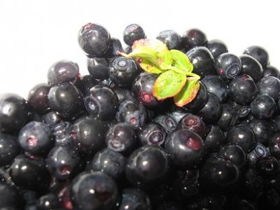 frische Blaubeeren