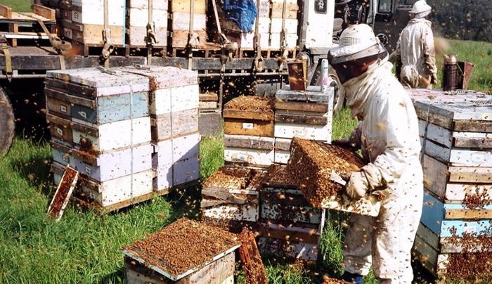 beekeeping