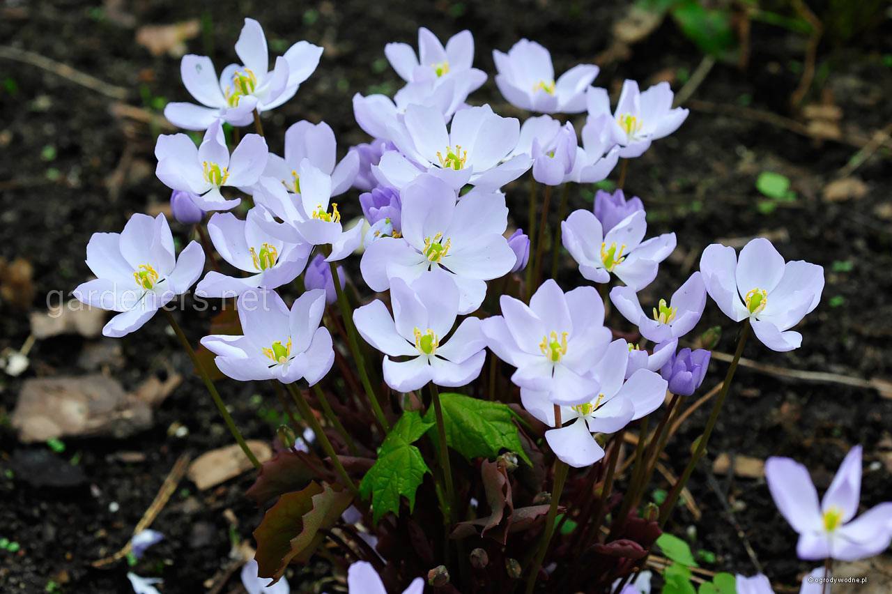 TOP 60 flores de prímula com nomes, descrições e quais escolher