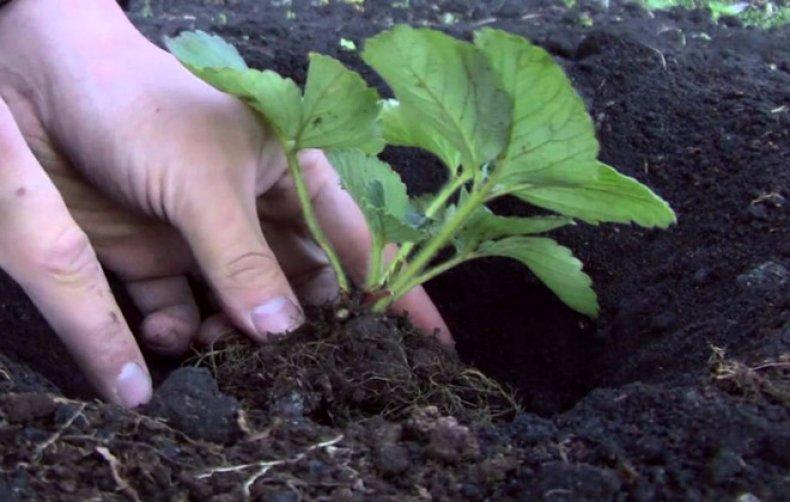 planting strawberries