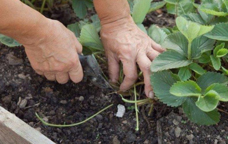 snoeien van aardbeien