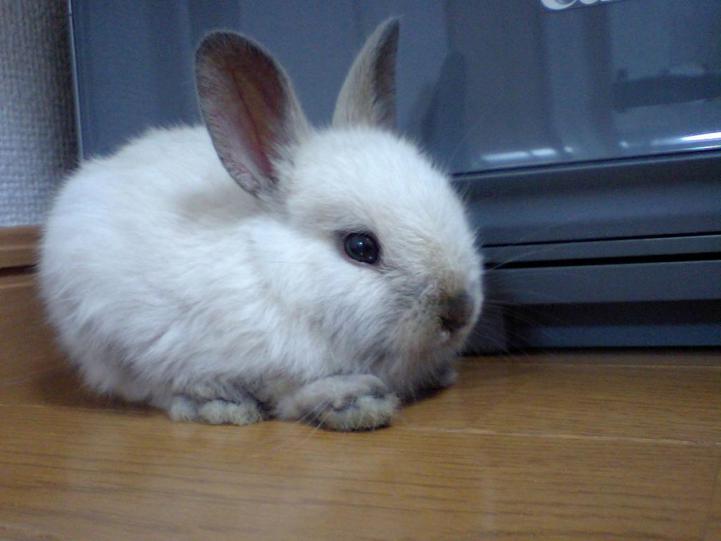 malý králík
