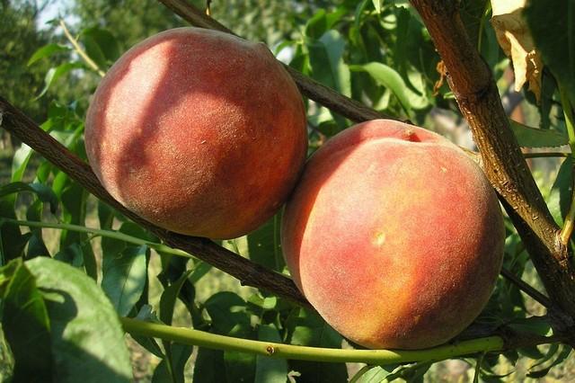 early Kyiv peach