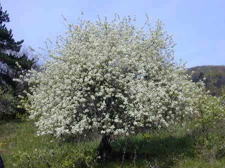 třešňové květy