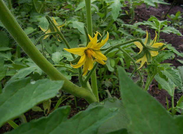 Tretjakow-Tomate blüht