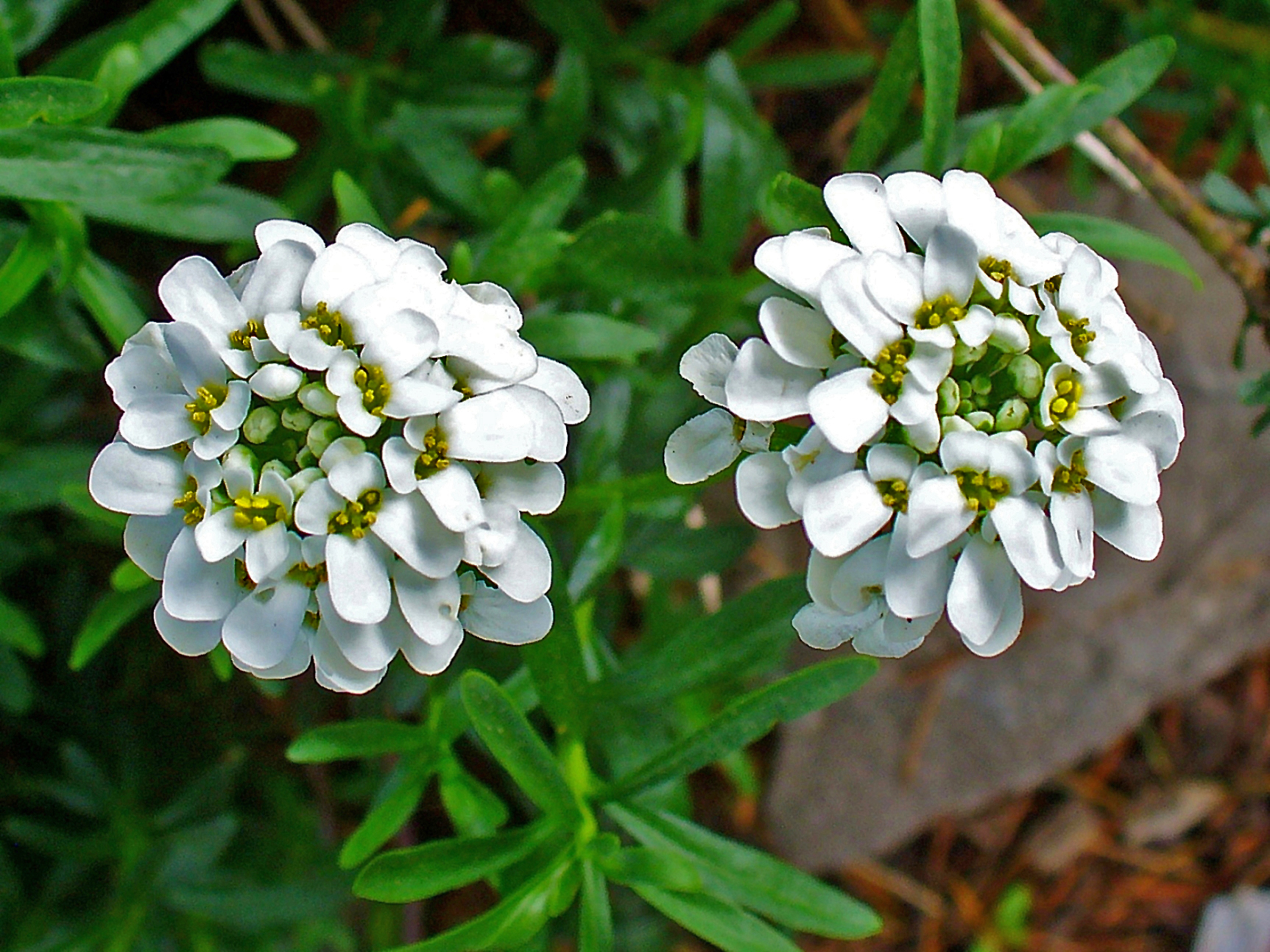 ¿Qué flores perennes se pueden plantar en una tumba? Las 35 mejores para un cementerio.