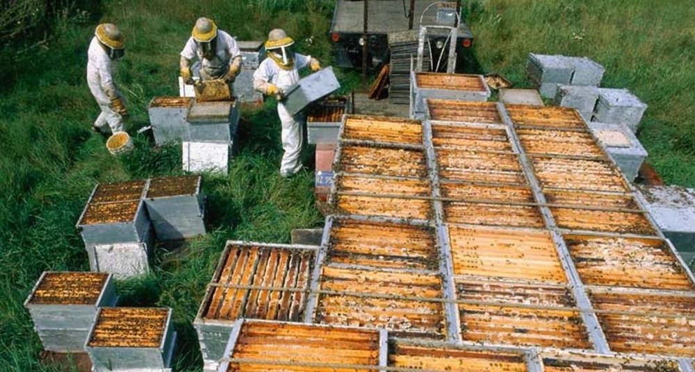 beekeeping