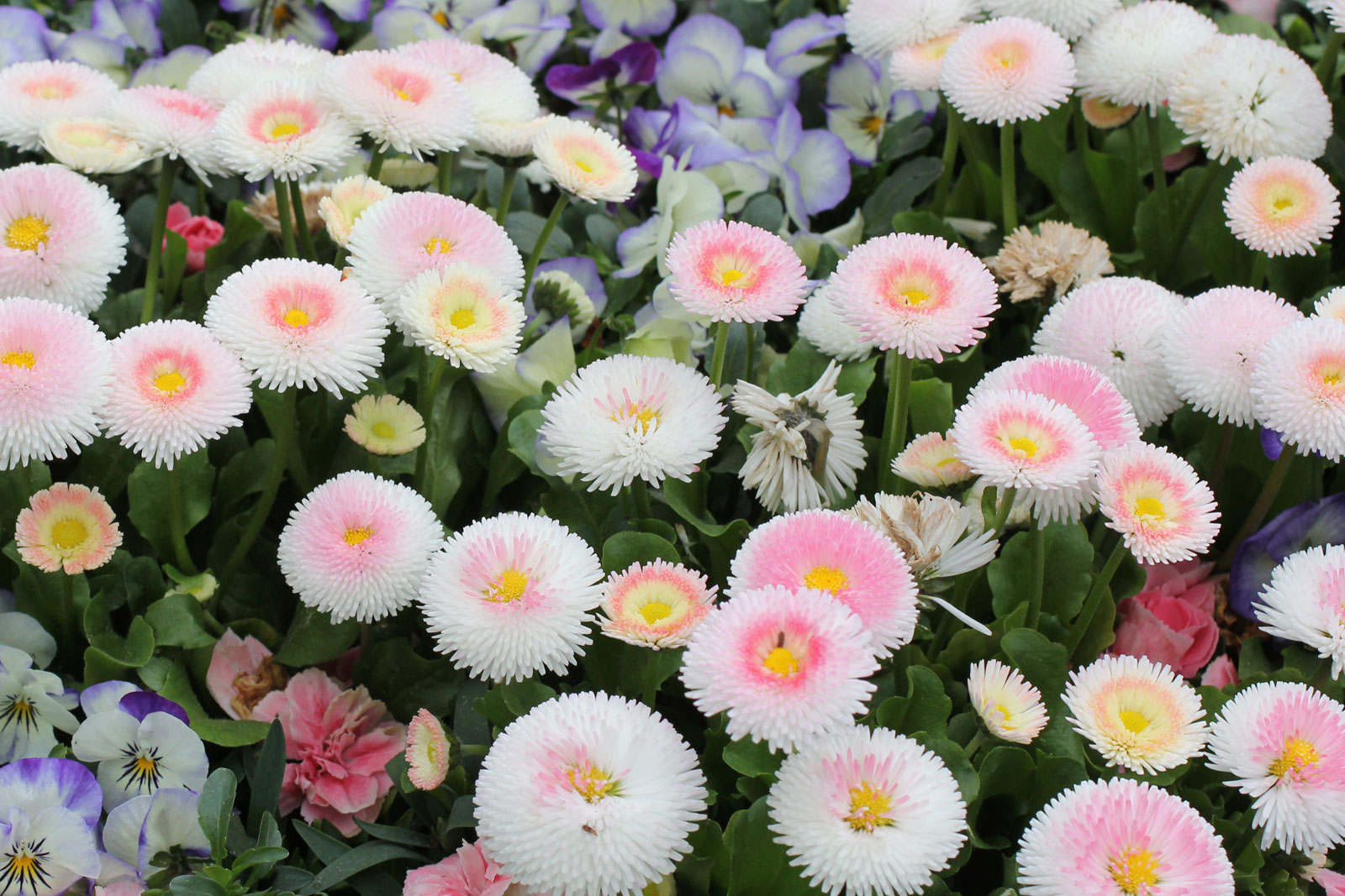 TOP 60 spring primrose flowers with names, descriptions and which ones to choose