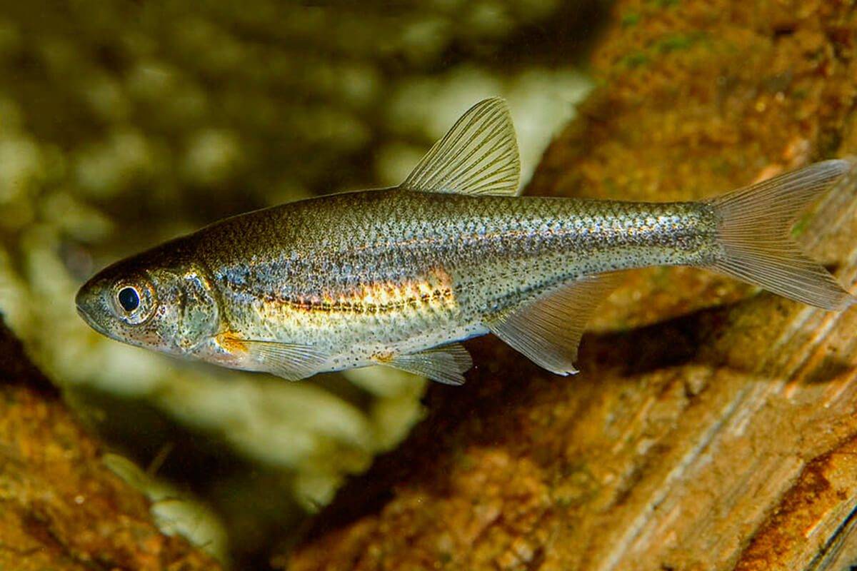 List and description of 39 predatory and herbivorous river fish, their features