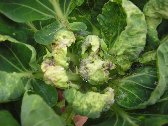 clubroot on the leaves