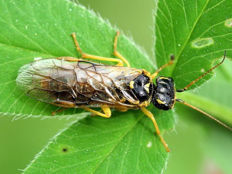 Mosca de serra de poma