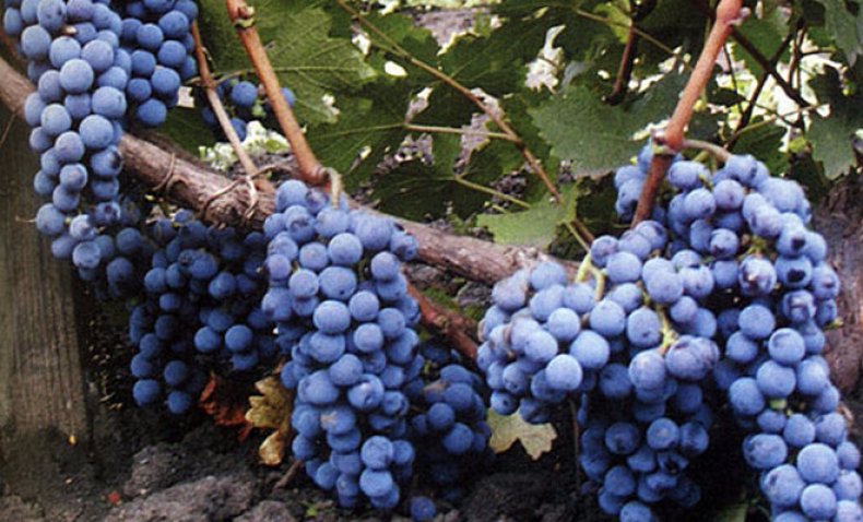 hrozny cabernet sauvignon