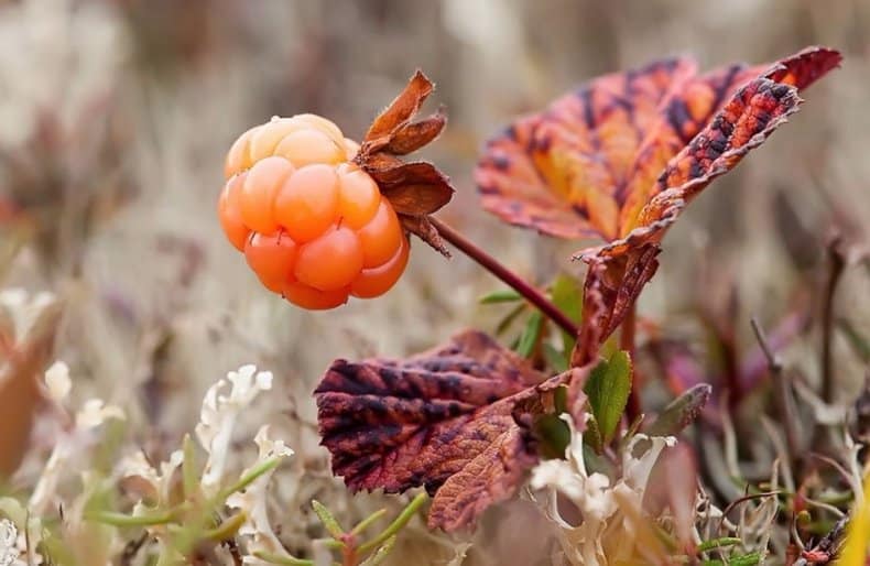 wachsende Moltebeeren