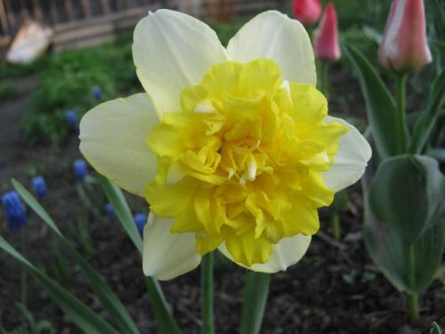 narcis bloem