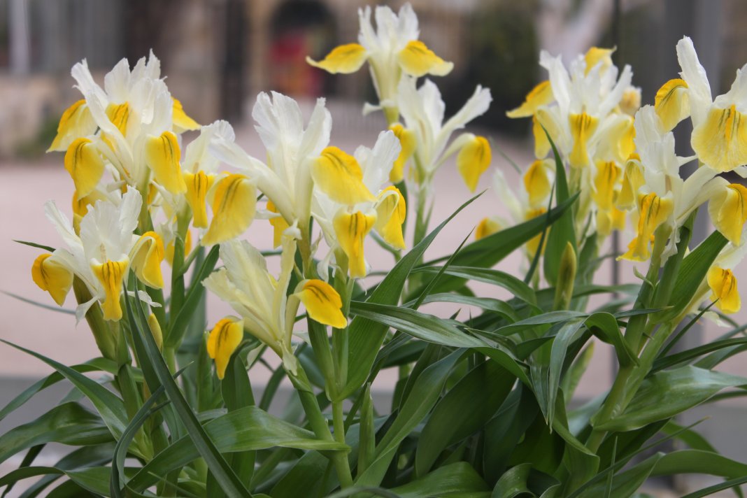 TOP 60 Frühlings-Primelblumen mit Namen, Beschreibungen und Auswahlmöglichkeiten