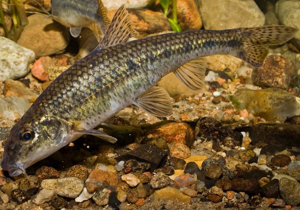 List and description of 39 predatory and herbivorous river fish, their features