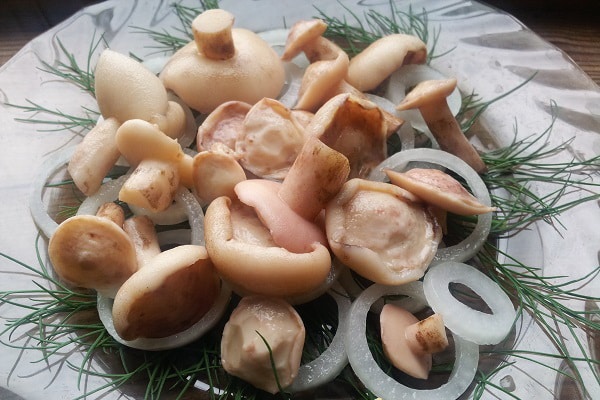 solené houby s cibulí a bylinkami 