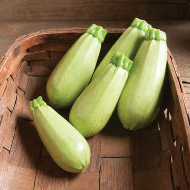 frische Zucchini