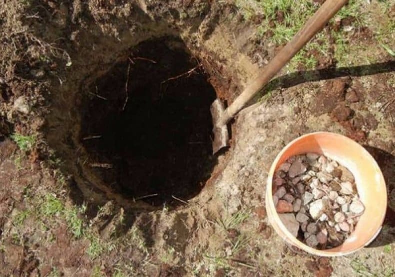 plantando una pera