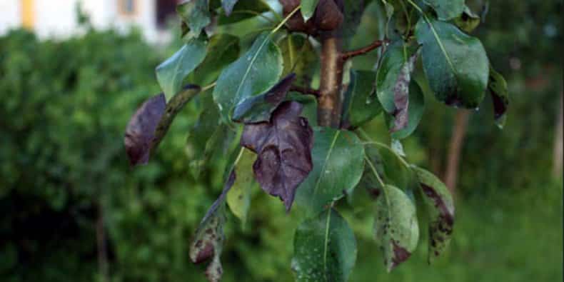 mancha bacteriana da pêra