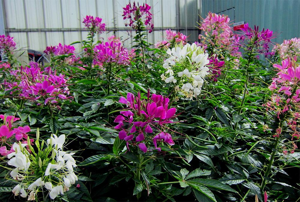 Cleome-Anbau