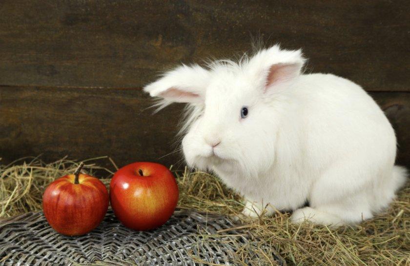 Kann man Kaninchen Äpfel geben?