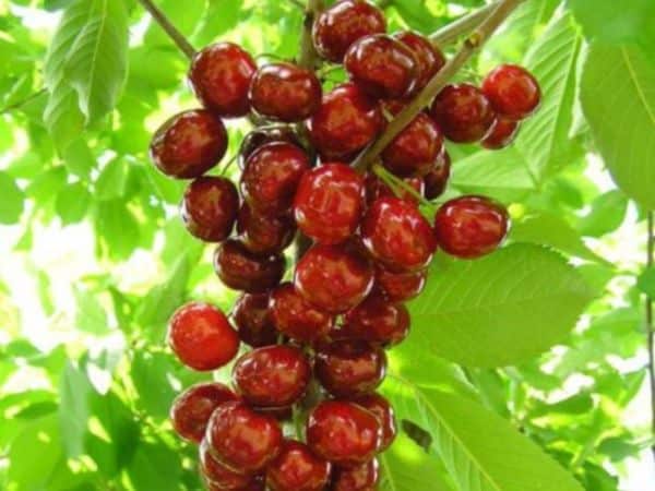 Columnar cherry fruits 