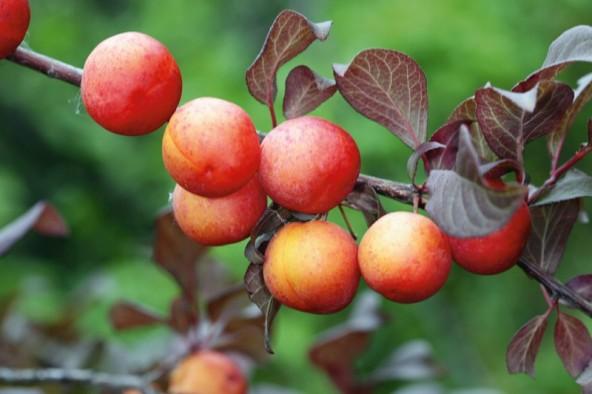 pangkalahatang plum