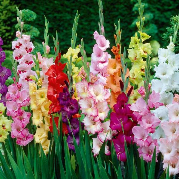 Gladiolenvermehrung