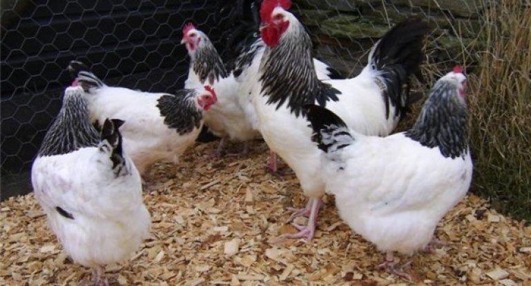 Pervomayskaya plemeno kuřat