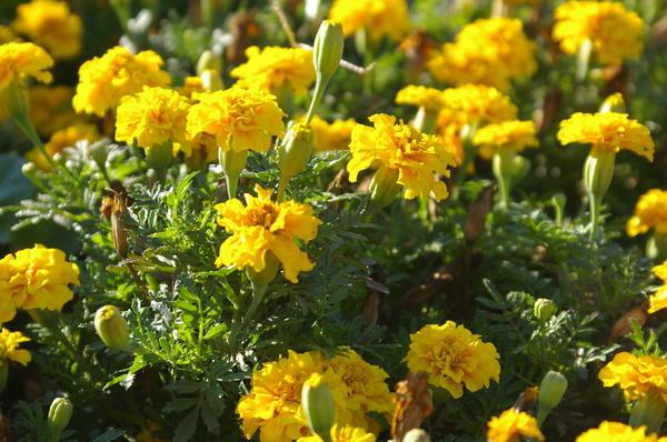 fleurs jaunes