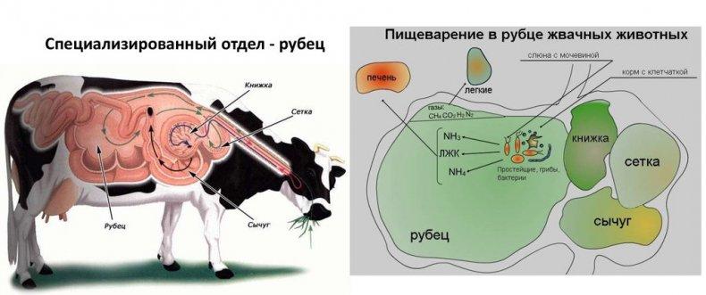 крављи стомак