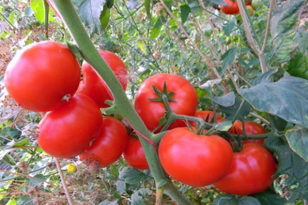 pianta di pomodoro in piena terra