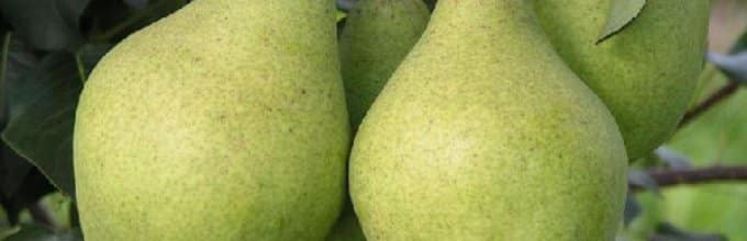 pear extravaganza