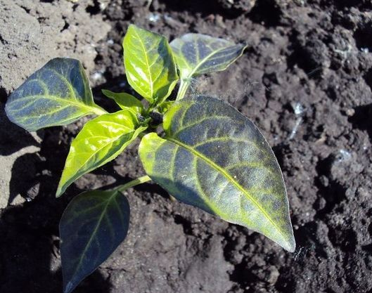 purple leaves of pepper in the garden