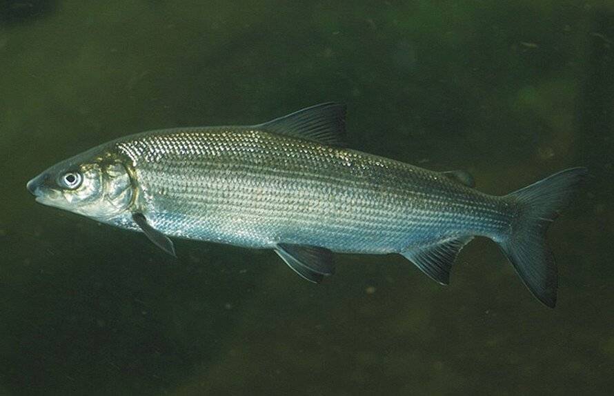 Peled valokuva