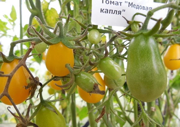 paradižnikovo grmovje medena kapljica